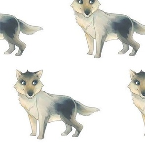 Coyote Pattern