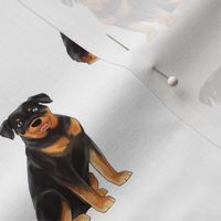 Rottweiler Pattern