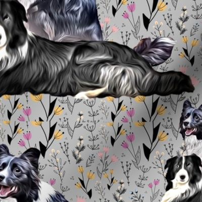 Border collies 2