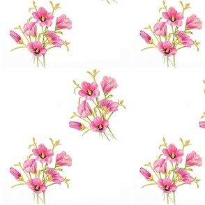 24wild hibiscus desert rose87A90E-CF4B-46AE-96A3-948102FFD976