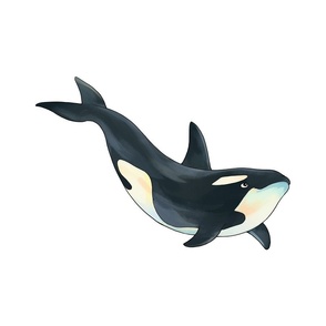 18" Killer Whale Design
