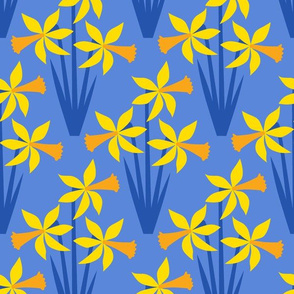 Daffodils on blue