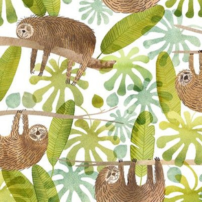 sleepy sloths in the rainforest