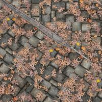 Oak Leaves On Pavers-SMALL-Half-Brick