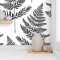 Jumbo Black&White Fern