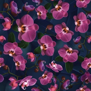 Midnight Blue Orchid Flowers, Dark Pink Floral Home Decor, Romantic Botanic Garden Flower Wallpaper or