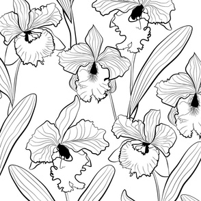 Delicate Orchid cattleya flowers leaves white black pattern