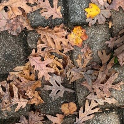 Oak Leaves On Pavers-LARGE-Half-Brick