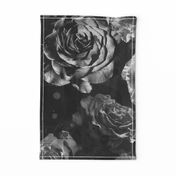 black and white large scale roses