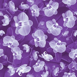Monochrome Purple Orchid Flowers, Romantic Botanic Garden Leafy Floral Pattern, Dramatic Wallpaper or