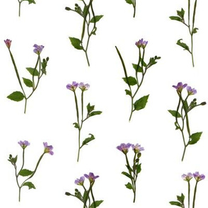 PRESSED FLOWERS - Chickweed Willowherb