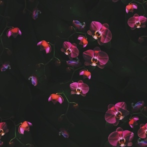 Dark Moody Orchid Flowers, Antique Floral Home Decor, Dark Botanic Vintage Flowers, Wild Pink Orchid 