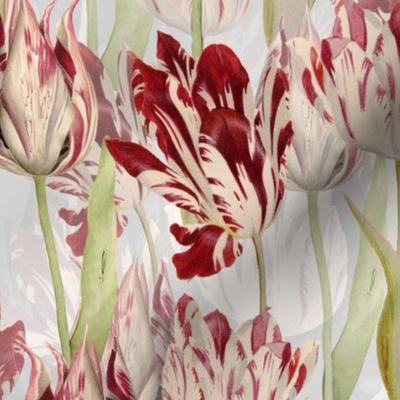 18" Dutch Tulips on white