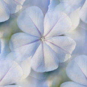 Plumbago Dream