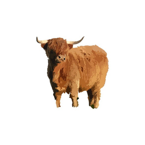 Highlandcow2bigwide5 white