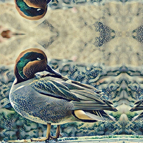 Teal duck reflected