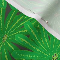 Sloth Food - Cecropia Leaves