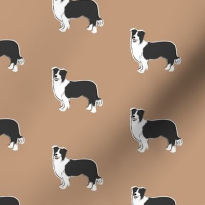 Border Collie (Latte)