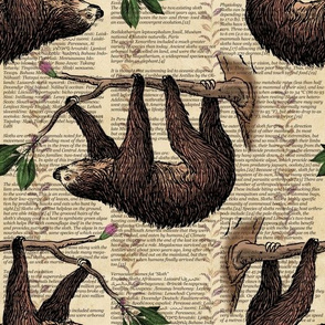 Sloths for Study
