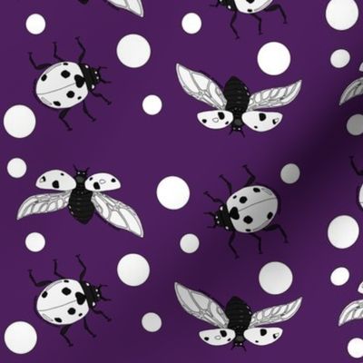 Ladybird polka dot purple