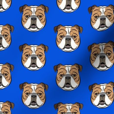 Bulldogs - Blue -British bulldog English Bulldog Dog Breed