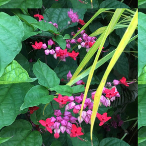 Bleeding Heart Vine