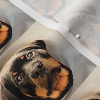 Rottweiler portrait small