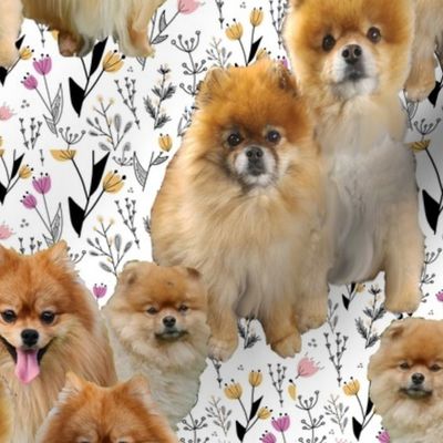 pomeranian family