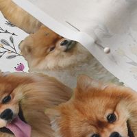 pomeranian family