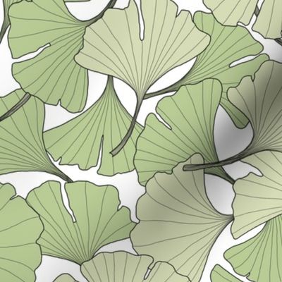 ginkgo leaves in the summer - green