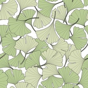 ginkgo leaves in the summer - green