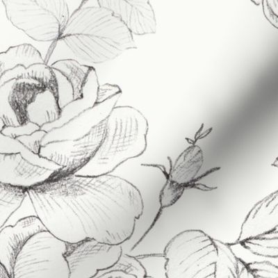 Sketched Antique Roses
