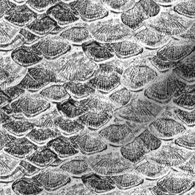 fish-scales-bw