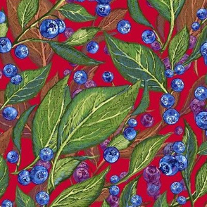 Festive Blueberries  |  Red