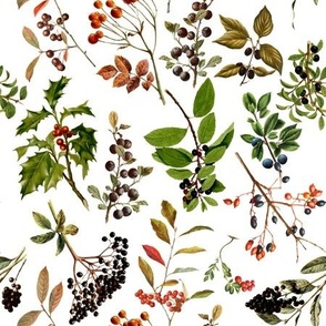 9" vintage botanical wildflowers and berries on white