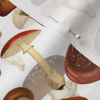 vintage hand drawn botnical fungus mushrooms double on white-Antique mushroom fabric,mushrooms fabric  Psychadelic  Mushroom Wallpaper