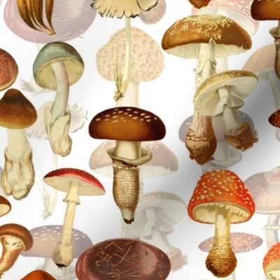 vintage hand drawn botnical fungus mushrooms double on white-Antique mushroom fabric,mushrooms fabric  Psychadelic  Mushroom Wallpaper