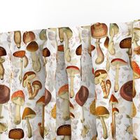 18" vintage hand drawn botnical fungus mushrooms double on white-Antique mushroom fabric,mushrooms fabric Psychadelic  Mushroom Wallpaper