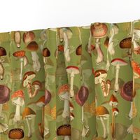 10" vintage hand drawn botnical fungus mushrooms double on green-Antique mushroom fabric,mushrooms fabric Psychadelic  Mushroom Wallpaper