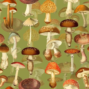 10" vintage hand drawn botnical fungus mushrooms double on green-Antique mushroom fabric,mushrooms fabric Psychadelic  Mushroom Wallpaper