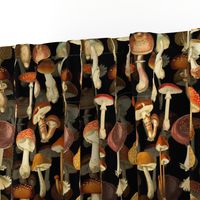 10” vintage hand drawn botanical fungus mushrooms double on black-Antique mushroom fabric,mushrooms fabric Psychadelic  Mushroom Wallpaper