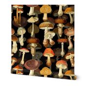 10” vintage hand drawn botanical fungus mushrooms double on black-Antique mushroom fabric,mushrooms fabric Psychadelic  Mushroom Wallpaper