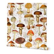 10" nostalgic vintage hand drawn antiqued botnical fungus mushrooms double on white-Vintage home decor, antique Psychadelic  Mushroom Wallpaper,Antique mushroom fabric,mushrooms fabric