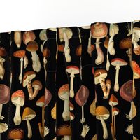 10” vintage hand drawn botnical fungus mushrooms on black-Antique Psychadelic  Mushroom Wallpaper fabric,mushrooms fabric