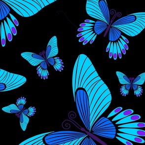 Blue Morpho butterflies on black 