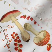 10” red vintage hand drawn botnical €fungus mushrooms double on  white Psychadelic  Mushroom Wallpaper