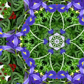 Blue Iris shapes.