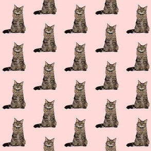 maine coon cat fabric - maine coon fabric, maine coon pattern, cat fabric, cat lady fabric, cat lady design - pink