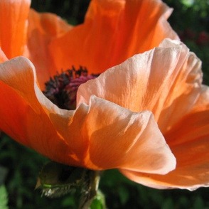 Golden Poppy