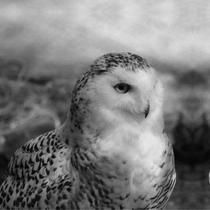 Snowy Owl Mirror